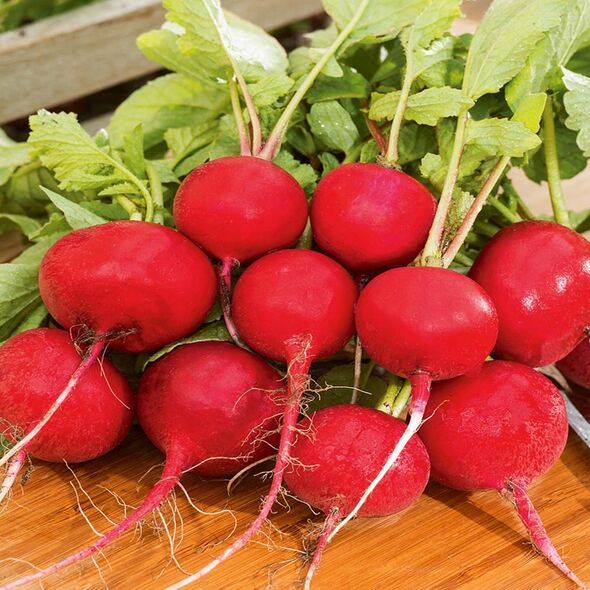 ΡΑΠΑΝΑΚΙ CHERRY BELLE RAPHANUS SATIVUS [10 G]