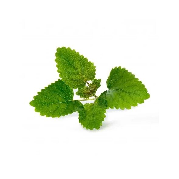 Véritable Lingot Meduňka lékařská - BIO