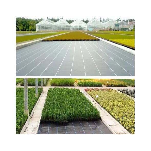Agrotkanina czarna 100 cm x50m UV 70g antychwastowa agrowłóknina  + kotwy