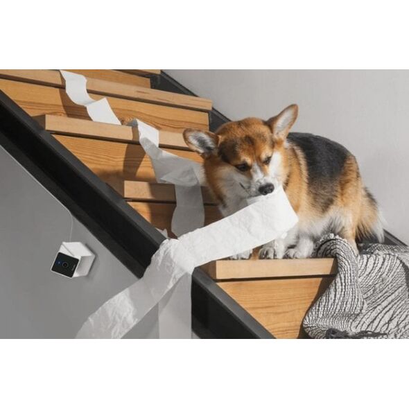 Petcube Cam | Κάμερα παρακολούθησης κατοικιδίων | WiFi, 1080p