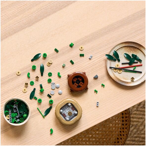 Βοτανικά προϊόντα Dracaena sandera (10344)