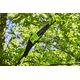 Piła łańcuchowa Greenworks GD60PS25 60 V 25 cm 10316187 6952909070506