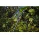 Plandeka Bradas Plandeka kamuflażowa moro CAMOforest 5 x 8m 90 g. 12536005 5907544446385