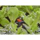 Gardena Gardena 13217-20, valve, Cold water system, Black, Orange, Germany, 1 pc(s) 13328219 4078500058568