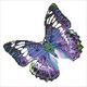 DIAMOND DOTZ DIAMOND DOTZ ADULTS FLUTTER BY MAUVE 13686365 4897073240794