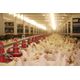 HELIO Promiennik podczerwieni Helios PRO-1862 150W 14268648 5907758811375