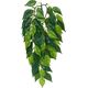 Hagen EXOTERRA ROŚLINA FICUS S
