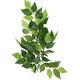 Hagen EXOTERRA ROŚLINA FICUS S