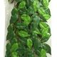 Hagen EXOTERRA ROŚLINA FICUS L