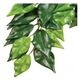 Hagen EXOTERRA ROŚLINA FICUS M