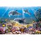 Castorland Puzzle Dolphins Underwater 500 elementów (52547)
