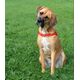 Dingo Szelki Easy Walk dla psów ciągnących 61-90cm czarne