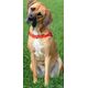 Dingo Szelki Easy Walk dla psów ciągnących 95-125cm czarne