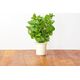 Click And Grow Click&Grow Kapsułki z nasionami Smart Soil Mięta pieprzowa 3pak