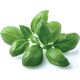 Click And Grow Click&Grow Kapsułki z nasionami Smart Soil Bazylia 3pak