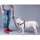 Amiplay Amiplay - szelki dla psa, Denim Collection, rozmiar L, 40-75 cm x 2 cm granatowy