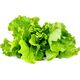 Click And Grow Refill sałata 3-pak