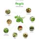 Click And Grow Refill rukola 3-pak