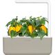 Click And Grow Click and Grow refill żółta papryka 3-pak