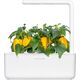 Click And Grow Click and Grow refill żółta papryka 3-pak