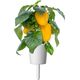 Click And Grow Click and Grow refill żółta papryka 3-pak