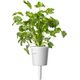 Click And Grow Refill kolendra 3-pak