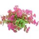 Happet HAPPET ROŚLINA FOLIA 10CM / 1F11