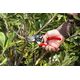 Sekator Felco 8 Classic nożycowy