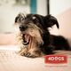 4DOGS Gryzak S z penisa