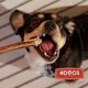 4DOGS Gryzak M z penisa