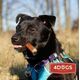 4DOGS Gryzak M z penisa