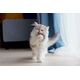 Pet Supplies Fluff Ball