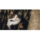 Tractive Tractive GPS CAT Mini - Dark Blue