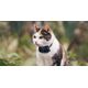 Tractive Tractive GPS CAT Mini - Dark Blue