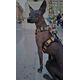 Dingo DINGO SZELKI GUARD CITY CHIAPAS  M 3,0 x 38-70cm