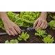 Gardena Gardena 13206-20, Joint connector, Drip irrigation system, Plastic, Black, 13 mm, 1 pc(s)