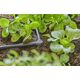Gardena Gardena L-Joint, Joint connector, Drip irrigation system, Plastic, Black, Male/Male, 4.6 mm