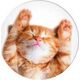 Podstawka PopSockets Popsockets Uchwyt na telefon Snoozy Cat standard