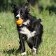 Triton Kiwi Walker Let's Play Ball Mini piłka pomarańczowa