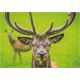 Dodo *****Puzzle 500el Jeleń DOB3739 43739