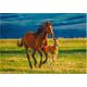 Dodo *****Puzzle 1000el Nauka źrebaka DOB1149 01149
