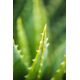 Provenzali Mydło w płynie I PROVENZALI aloesowe Organic Aloe 250ml