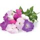 Click And Grow Click & Grow Smart Garden refill Petunia 3pcs