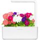 Click And Grow Click & Grow Smart Garden refill Petunia 3pcs