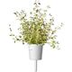 Click And Grow Click & Grow Plant Pod Steak Mix 9pcs