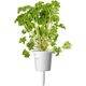 Click And Grow Click & Grow Plant Pod Steak Mix 9pcs