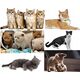 LUPI PETS Gattino Drapak 07 Pazur dąb lancelot