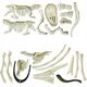 Clementoni Kasimo rinkinys Clementoni Jurassic World Dig T-Rex E Pteranodon