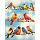Ravensburger Puzzle 500 Ptasia narada G3
