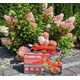 Sourcing 16V CORDLESS-BASED ANvil Pruner 25mm MAR-POL